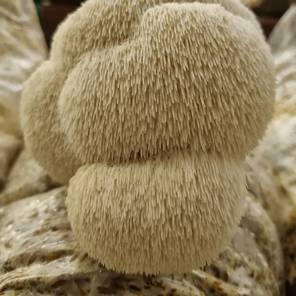 Melenas de León Frescas 500 g