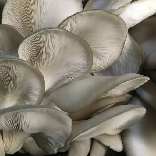 Gírgolas Frescas 500 g