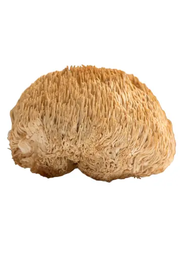 Melena de León - Hericium erinaceus - Deshidratado entero 1 kg