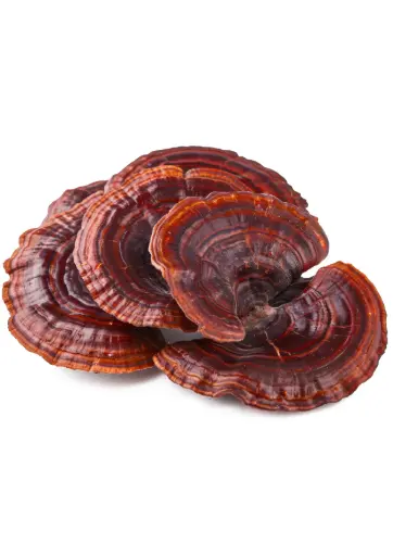 Reishi - Ganoderma lucidum - Deshidratado Laminado 1 kg 